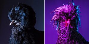Chic Chicks, Big Haired Paduan Chickens Photographed In A Highly Stylized Portrait Series