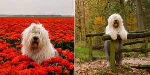 Two Charming Shepherd Dogs Enjoying In Flowers Of Holland