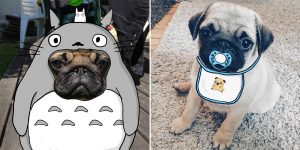 Humorous Instagram Account Doodles Adorable Tiny Pug Into Cute Characters