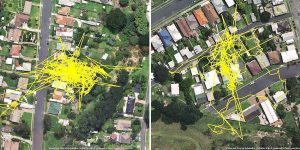 GPS Trackers That Show Cats' Activity During The Night