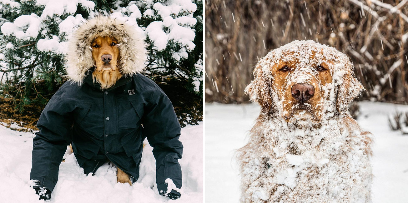 Photographer Snaps Adorable Photos Of His Dog On Epic Adventures In The