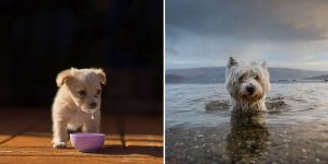 Kennel Club Dog Photographer Of The Year 2016