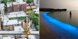Atkins Ciwem Environmental Photographer Of The Year 2016 Winners