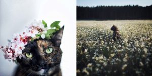 Photographer Captures Stunning Portraits Of Her Cat Through The Seasons