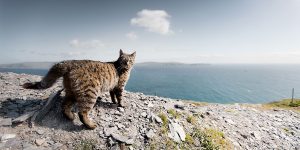 Photographer Captures Ireland's Essence In Gorgeous Green Sceneries