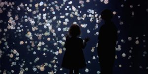 Stunning Images Of Jellyfish At The Vancouver Aquarium