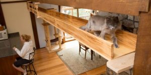 This Woman Turned Her Friend's Home Into A Cat Paradise For Their 7 Kitties