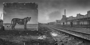 A Portrait Of Lost Habitats In Africa