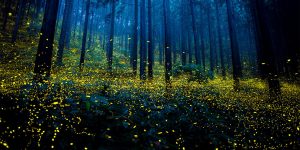 These Photos Of Fireflies Show How Beautiful Summer Nights Are In Japan