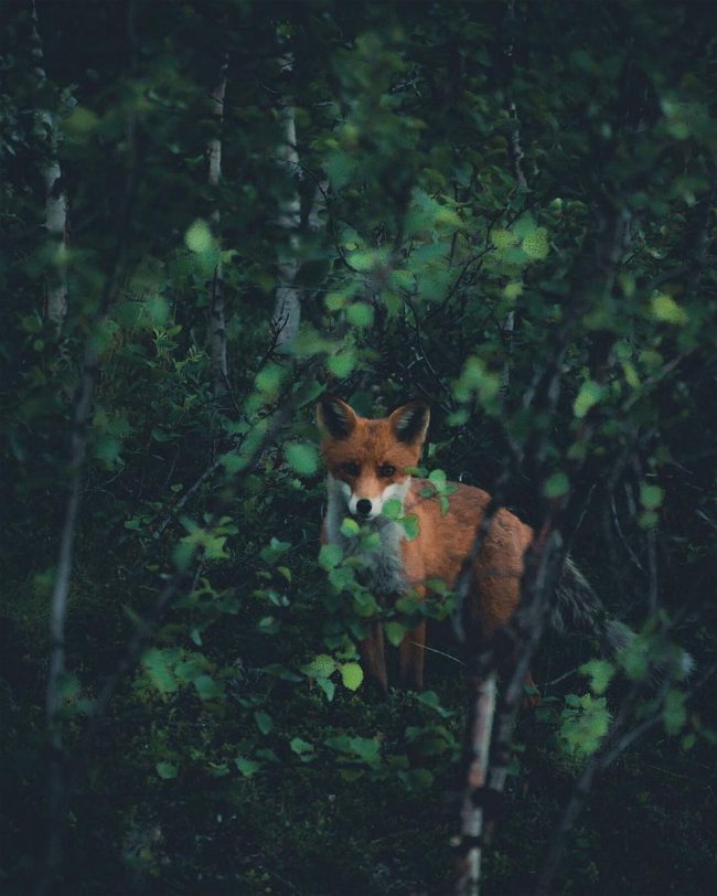 Upclose And Personal With Woodland Creatures Photographed By Konsta ...