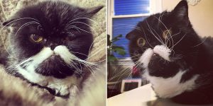 Meet Kyle, A Cat With A Cute Mustache And A Troubled Past