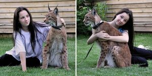 Forget Diamonds - A Lynx Is This Girl's Best Friend: Russian Family Share Their Home With Big Wildcat