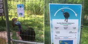 Zookeeper Can’t Take It Anymore, Decides To Add Pokemon Go Signs Next To Animals