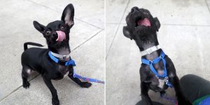 Dog Supposed To Impress Future Owners Thru Adoption Shoot, Photos Say Otherwise