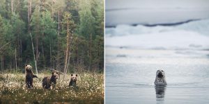 Upclose And Personal With Woodland Creatures Photographed By Konsta Punkka