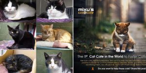 We'll Just Happen To Serve Great Coffee In The Company Of Homeless Cats With Leukemia