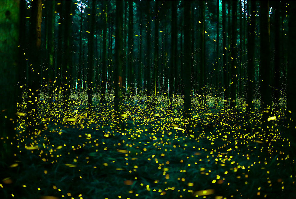 These Photos Of Fireflies Show How Beautiful Summer Nights Are In Japan ...