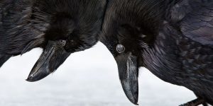 2016 Audubon Photography Awards