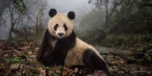 Pandas Get To Know Their Wild Side