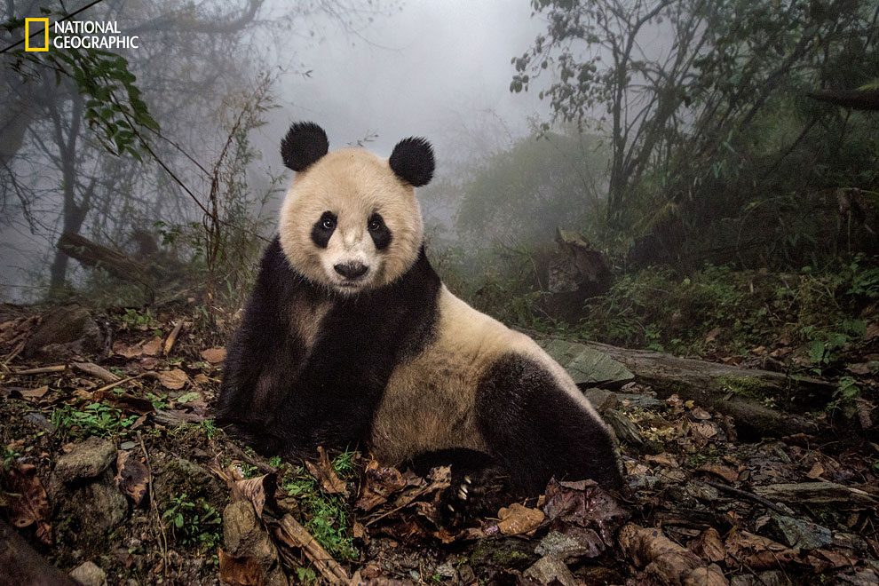 Rewilding-pandas-NGM_082016_MM8391_Logo_001