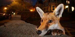 2016 UK Wildlife Photographer Of The Year Finalists