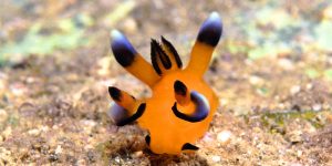 Thecacera Pacifica: The Pikachu Of The Sea