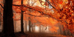 Autumn Forest Is Prettiest In Czechia Thanks To Photographer Janek Sedlář