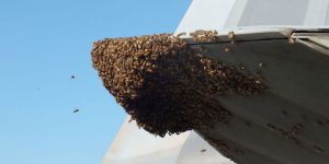 Swarm Of 20,000 Bees Grounds U.S. Air Force’s F-22 Raptor In Virginia