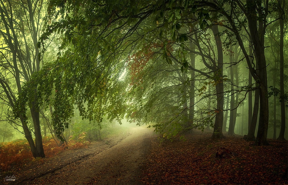 Autumn Forest Is Prettiest In Czechia Thanks To Photographer Janek ...