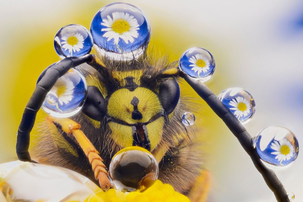 Hilarious Winners Of The 2016 Comedy Wildlife Photography Awards ...