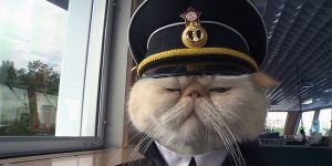 Cat Dressed In Tiny Sailors Outfit Becomes Captain Of Russian Cruise Ship