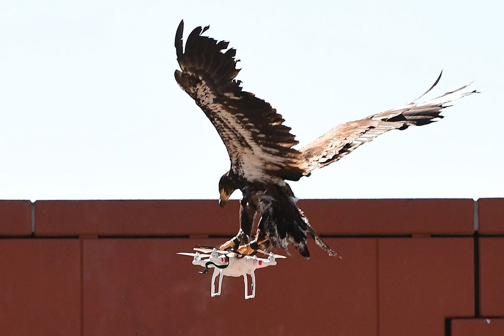 Eagles vs Drones: Dutch Police To Take On Rogue Aircraft With Flying ...