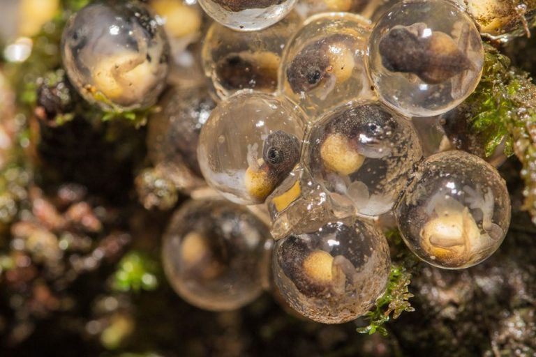 Uk Royal Society Of Biologys Photographer Of The Year Shortlist