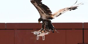 Eagles vs Drones: Dutch Police To Take On Rogue Aircraft With Flying Squad