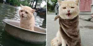 Cat Survived Flooding In Floating Basin, Saved By Rescuers