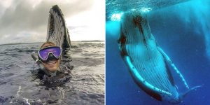 Australian Traveller Captures Moment He Was Photobombed By Humpback Whale