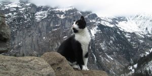 Cat Helps Lost Hikers Find Their Way In The Swiss Mountains