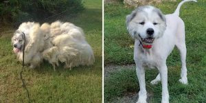 Rescued Dog Loses 35 Pounds Of Hair After Getting Its First Haircut In 6 Years
