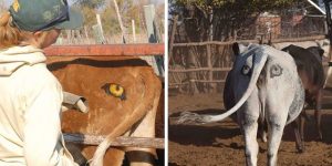 Scientists Are Painting Eyes On Cows’ Butts To Stop Lions Getting Shot