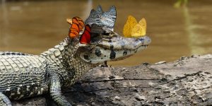 Royal Society Photo Contest Winners Capture Breathtaking Details Of Our Rapidly Changing World