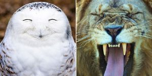 Hilarious Winners Of The 2016 Comedy Wildlife Photography Awards