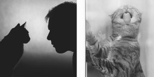 Photographer Captures The Daily Lives Of Cats In Majestic Black And White Photos