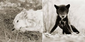 Elderly Animals By Isa Leshko