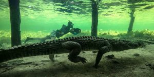 A Thrill-Seeking Photographer Risked Life And Limb As He Swam Alongside A Ten-Foot-Long American Crocodile Near Belize