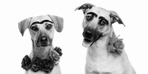 Photographer Dresses Pets Up As Famous People And Photographed Them To Raise Money For The Local Pet Shelter