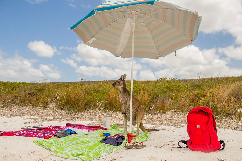 Hilarious Winners Of The 2016 Comedy Wildlife Photography Awards ...