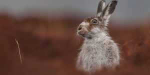 British Wildlife Photography Awards 2016 Winners