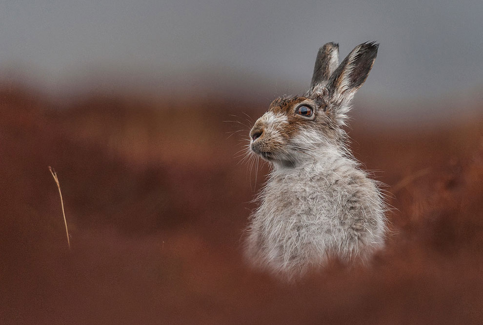 British Wildlife Photography Awards 2016 Winners » Design You Trust ...