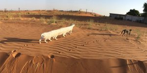 These Hilarious Cats Look Like Furry Catbuses Come To Life