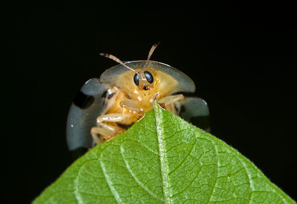 Uk Royal Society Of Biologys Photographer Of The Year Shortlist